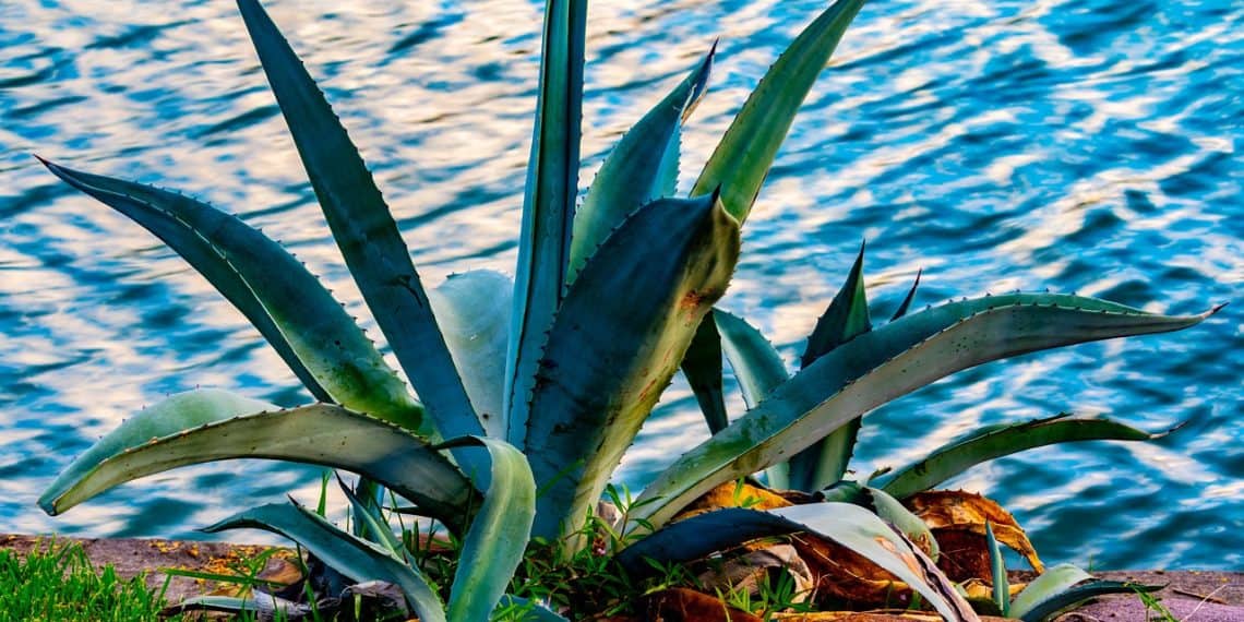 Agave plants on Cozumel - stingray villa