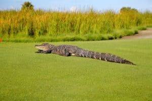 Crocodile lying on a green golf course near Stingray Villa in Cozumel Mexico, surrounded by lush tropical scenery and watercrops in the background.