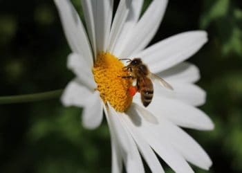 Honey bees on Cozumel flowers near the vacation rental of Stingray Villa