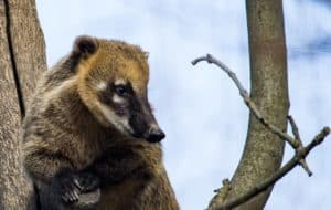 Coati resting on a tree branch in Cozumel Mexico, near Stingray Villa vacation rental. Wildlife and nature photography showcasing local fauna and scenic beauty.