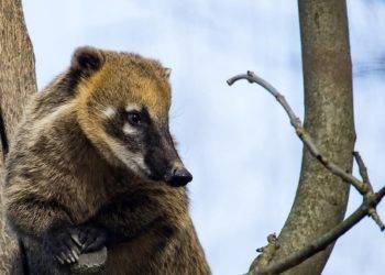 Coati resting on a tree branch in Cozumel Mexico, near Stingray Villa vacation rental. Wildlife and nature photography showcasing local fauna and scenic beauty.