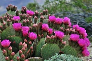 Cactus in bloom in Cozumel