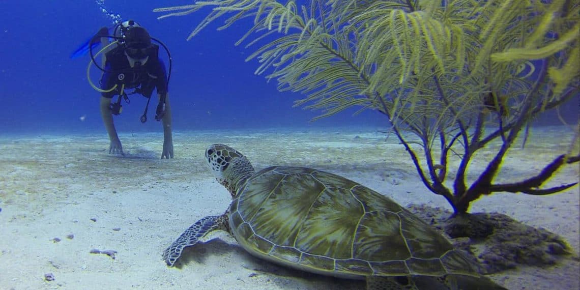 Diver spots a turtle in Cozumel Mexico - stingray villa