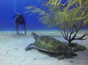 Colorful underwater scene featuring a scuba diver approaching a green sea turtle near tropical marine plants in Cozumel, Mexico, at Stingray Villa vacation rental.