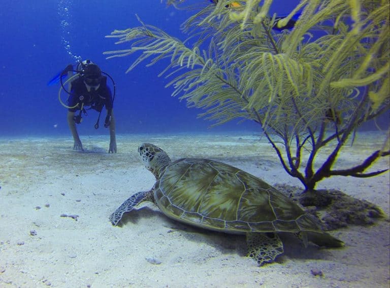 Diver spots a turtle in Cozumel Mexico - stingray villa