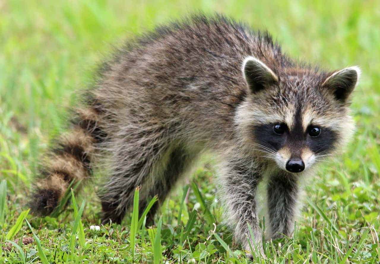 Why are Raccoons Endangered on Cozumel? – Stingray Villa