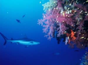 Colorful coral reef with tropical fish and a shark off the coast of Cozumel, Mexico, near Stingray Villa vacation rental. Perfect for underwater enthusiasts and exploring marine life.