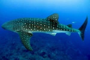 Juvenile whale shark swimming in clear blue waters near Cozumel Mexico, perfect destination for snorkeling and diving vacations at Stingray Villa.