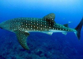 Juvenile whale shark swimming in clear blue waters near Cozumel Mexico, perfect destination for snorkeling and diving vacations at Stingray Villa.