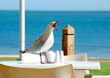 Seagull perched on a table in Cozumel, Mexico, with ocean views in the background. Perfect for a relaxing seaside getaway and wildlife experience.