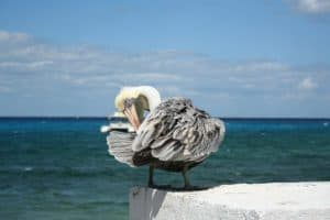Colorful pelican perched on a white wall with the turquoise Caribbean Sea and a yacht in the background in Cozumel, Mexico, near Stingray Villa vacation rental.