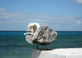 Colorful pelican perched on a white wall with the turquoise Caribbean Sea and a yacht in the background in Cozumel, Mexico, near Stingray Villa vacation rental.