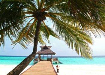 Tropical palm tree over clear waters near Stingray Villa, Cozumel Mexico, with a beachfront gazebo and wooden pier. Perfect for vacation rentals, beach holidays, and relaxing in paradise.