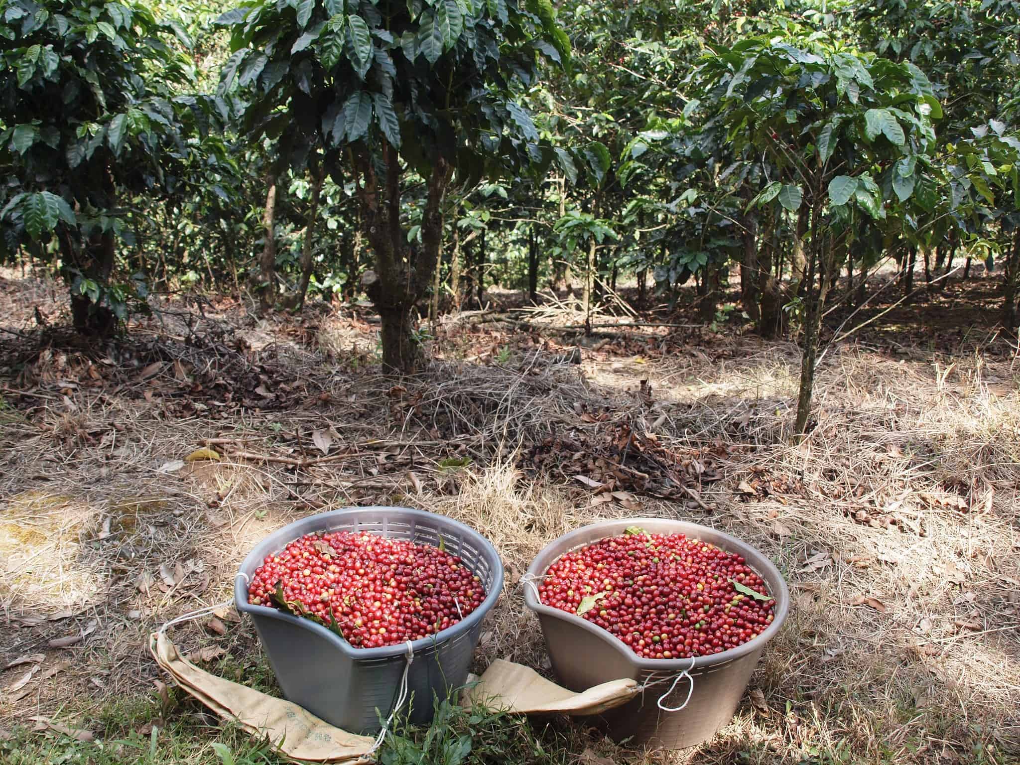 Freshly harvested coffee cherries in Mexico, near Stingray Villa, showcasing local coffee farming amidst lush greenery. Perfect for coffee enthusiasts visiting this Caribbean island.