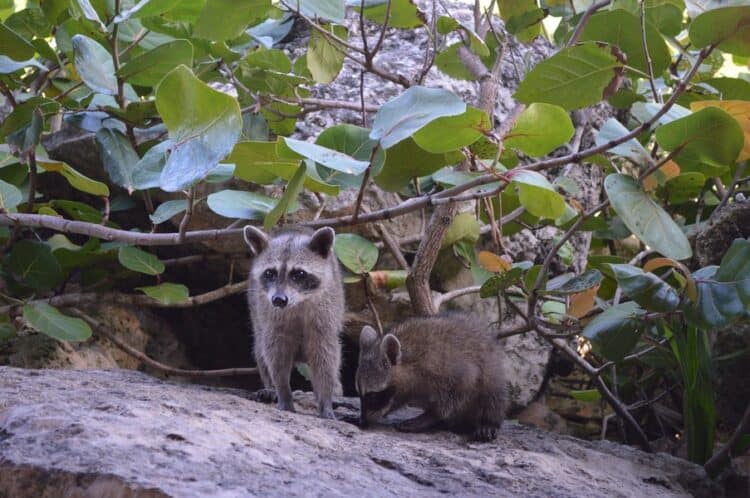 Cozumel s Endangered Raccoons Causes And Conservation Cozumel s Endangered Raccoons Causes And Conservation