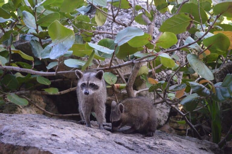The Plight of the Pygmy Raccoon