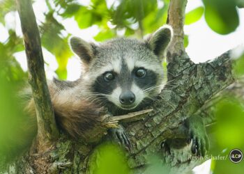Cute Pygmy raccoon resting on tree branch in lush green jungle in Cozumel Mexico, highlighting nature and wildlife near Stingray Villa vacation rental.