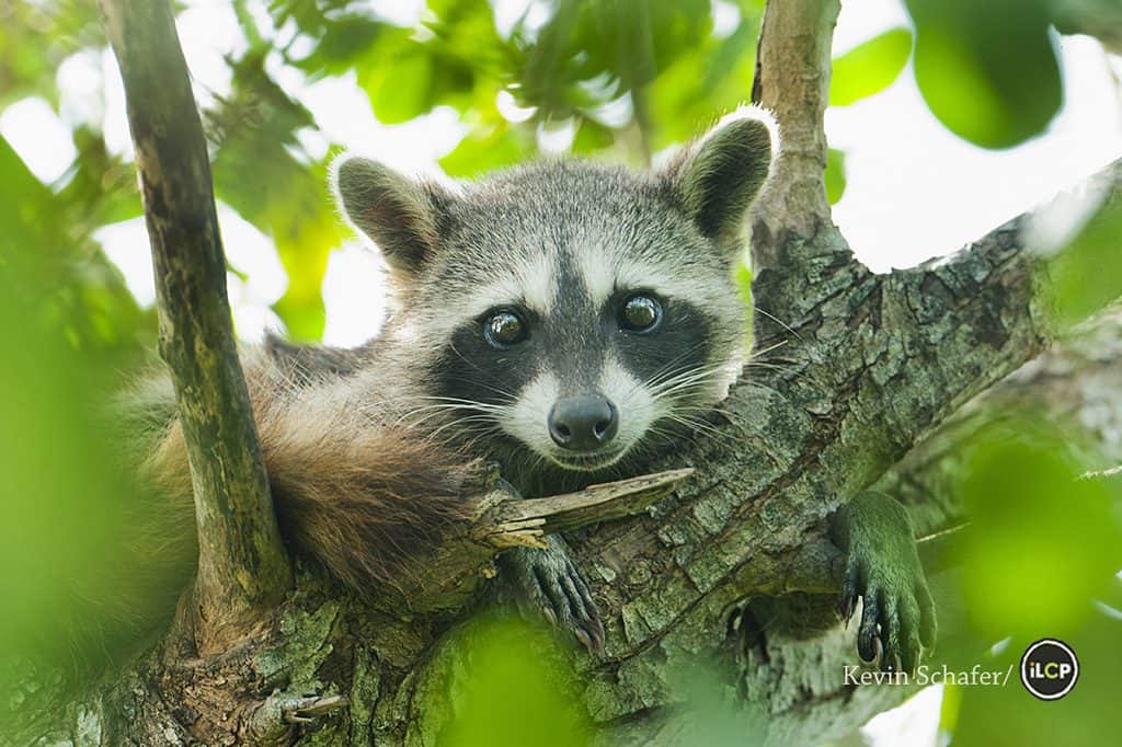 The Uniqueness of Pygmy Raccoons