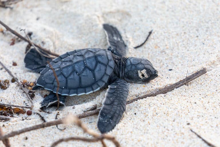Cozumel's unique sea turtle conservation programs