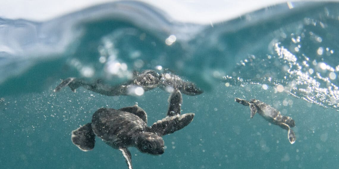 Cozumel's unique sea turtle conservation programs