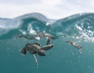 Colorful marine life and baby sea turtles swimming in clear Caribbean waters off Cozumel Mexico, near Stingray Villa vacation rental. Experience the beauty of underwater adventures.