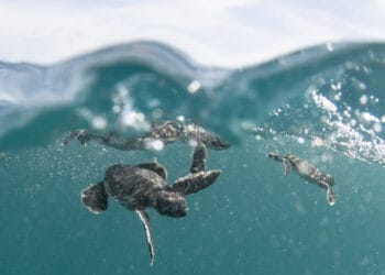 Colorful marine life and baby sea turtles swimming in clear Caribbean waters off Cozumel Mexico, near Stingray Villa vacation rental. Experience the beauty of underwater adventures.