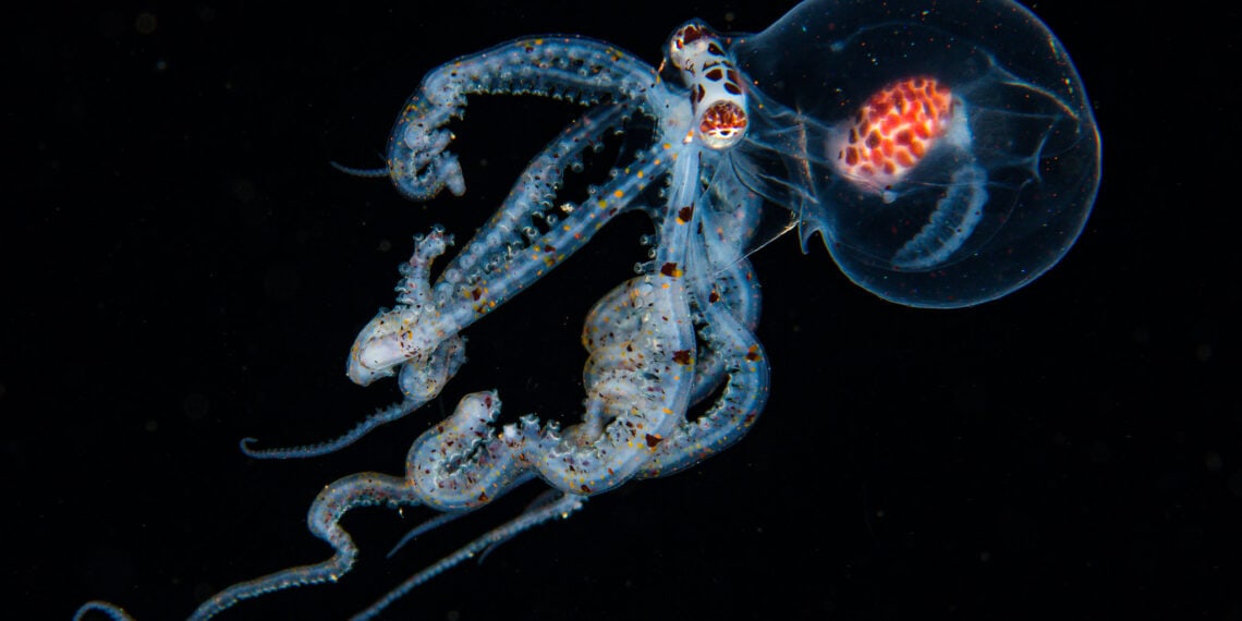 Blackwater Octopus