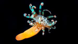 Vibrant tube anemone with colorful, curly tentacles swimming in deep blue water near Stingray Villa, Cozumel Mexico. Perfect for snorkeling enthusiasts seeking marine life adventures.