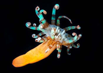 Vibrant tube anemone with colorful, curly tentacles swimming in deep blue water near Stingray Villa, Cozumel Mexico. Perfect for snorkeling enthusiasts seeking marine life adventures.