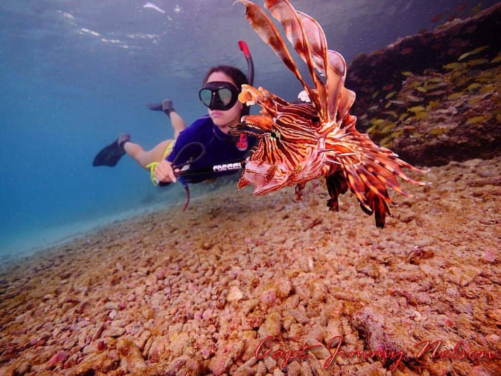 Spearfishing A Lionfish