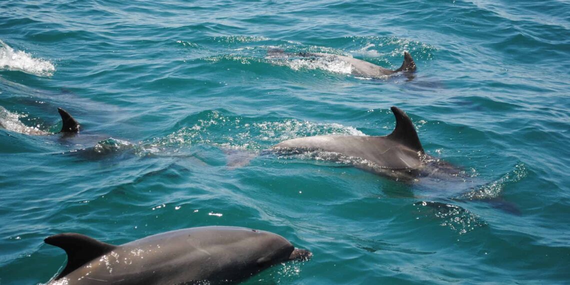 Wild Dolphins in the waters of Cozumel