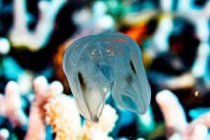 Spot-winged-Comb-Jelly-in-Cozumel swimming near colorful coral reef.