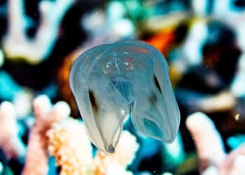 Spot-winged-Comb-Jelly-in-Cozumel swimming near colorful coral reef.