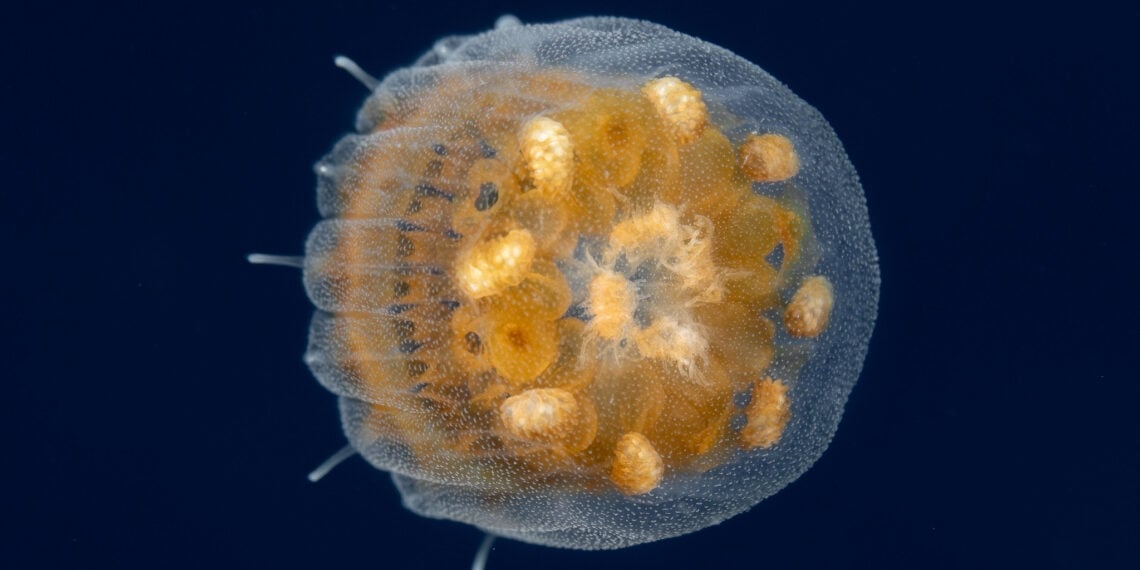 The Thimble Jellyfish In Cozumel