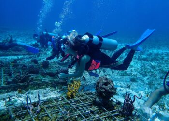 Scuba divers exploring underwater coral reef and marine life on a bright, clear day.