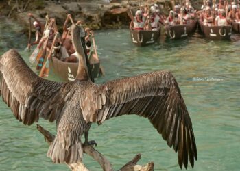 A pelican standing on a branch with a group of people in the water