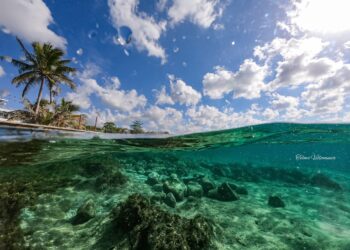 Vibrant tropical beach and clear turquoise waters showcasing coral rocks, with palm trees and blue sky in the background.