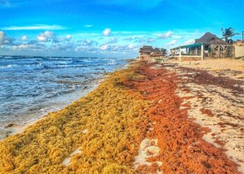 A beach with orange seaweed on the sand