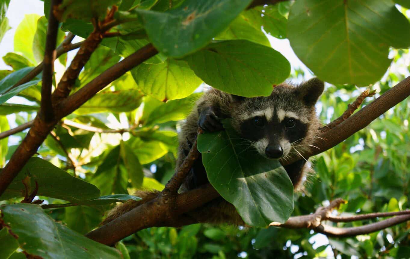 Adorable raccoon nestled among lush green leaves in Cozumel, Mexico, near Stingray Villa. Perfect for nature lovers seeking wildlife experiences in vacation rentals.