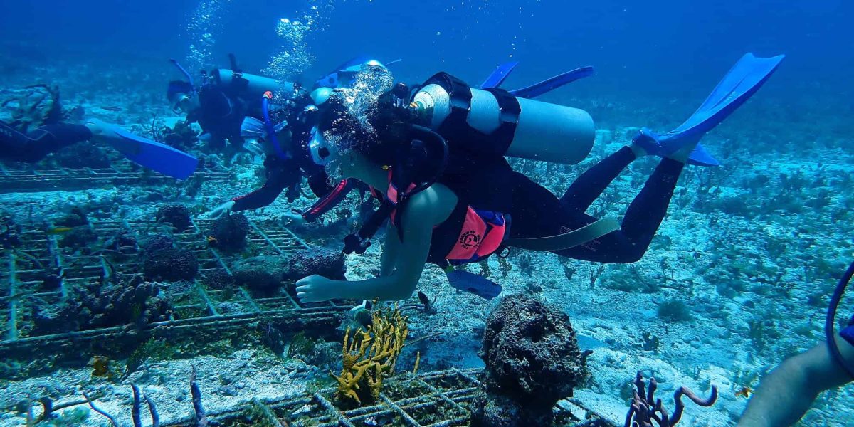 Scuba divers exploring underwater coral reef and marine life on a bright, clear day.