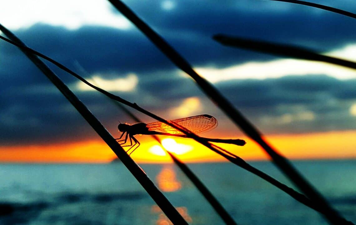 Beautiful sunset over Cozumel with a dragonfly perched on grass blades in the foreground. Perfect for a relaxing vacation at Stingray Villa, offering stunning ocean views and tropical tranquility.